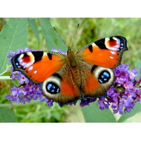 Peacock Butterfly Inachis io Pupae Peacock Butterfly Inachis io Pupae